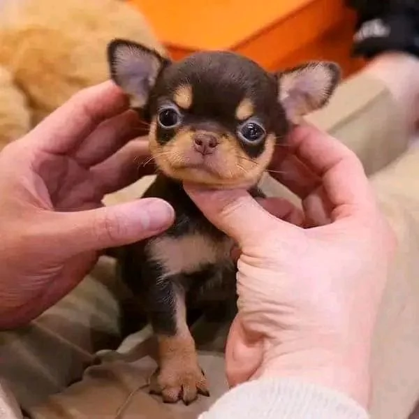 Adorabili cuccioli di Chihuahua maschi e femmine disponibili di 10 settimane vaccinati e pronti per  | Foto 1