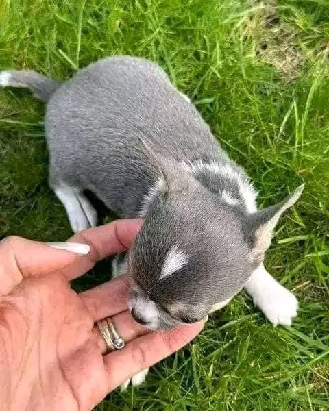 Adorabili cuccioli di Chihuahua maschi e femmine disponibili di 10 settimane vaccinati e pronti per  | Foto 6