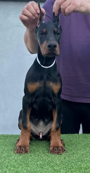 Doberman cuccioli in vendita | Foto 6