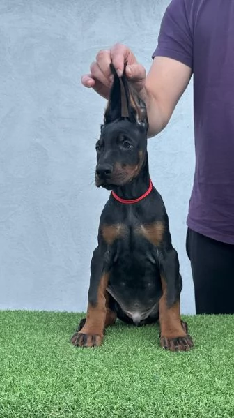 Doberman cuccioli in vendita | Foto 5