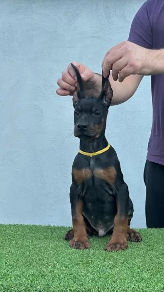 Doberman cuccioli in vendita | Foto 4