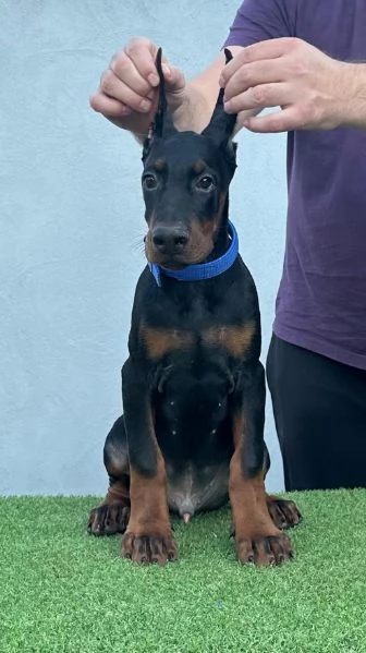 Doberman cuccioli in vendita | Foto 3