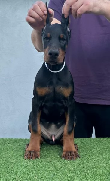Doberman cuccioli in vendita | Foto 2