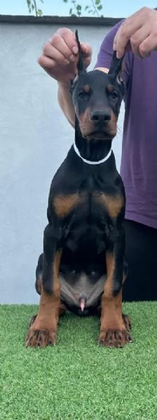 Doberman cuccioli in vendita
