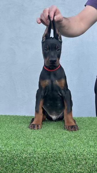 Doberman cuccioli in vendita | Foto 0