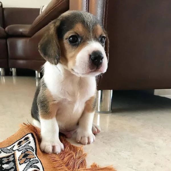 CUCCIOLI DI BEAGLE | Foto 0