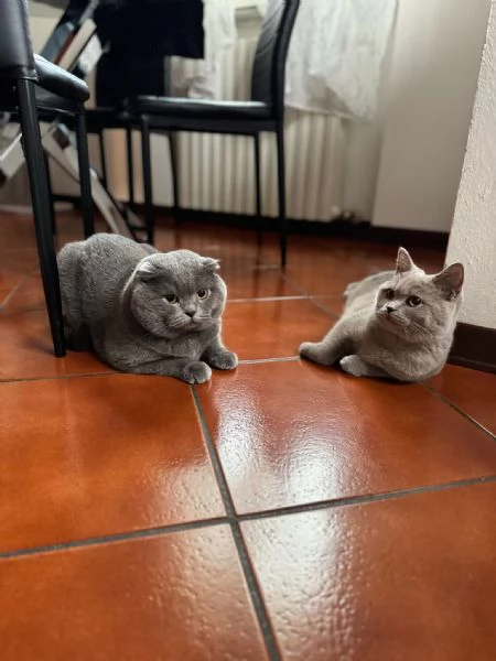 Scottish straight cucciolo