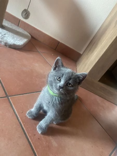 Scottish straight cucciolo | Foto 1