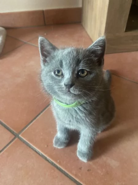 Scottish straight cucciolo | Foto 0