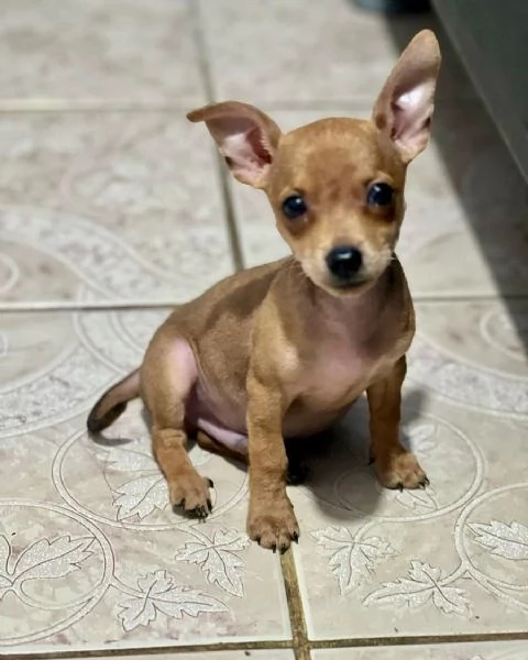 Sono nati dei bellissimi cuccioli di pinscher nano.