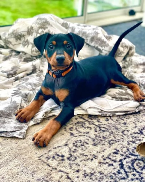 Sono nati dei bellissimi cuccioli di pinscher nano. | Foto 0