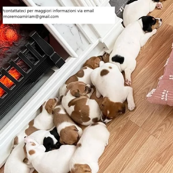 Adorabili cuccioli di Jack Russell gratis.