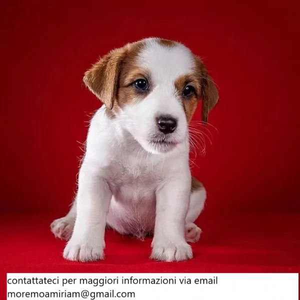 Splendidi cuccioli di Jack Russell