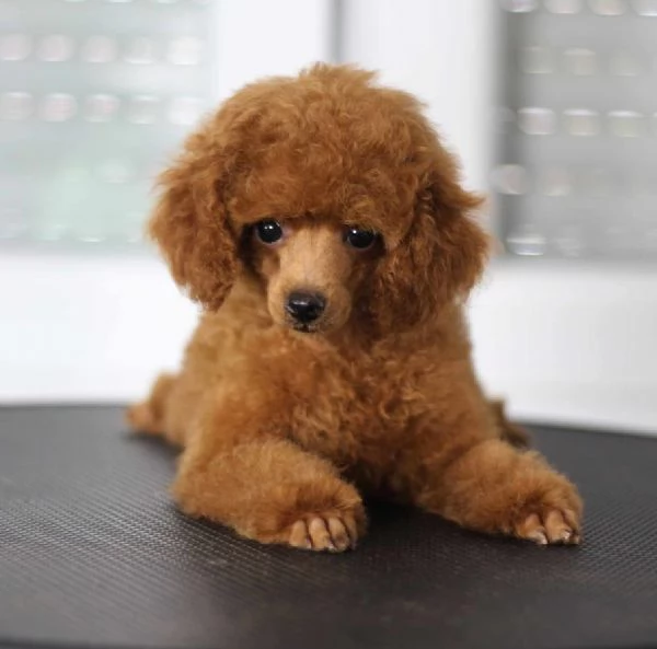 Barboncino Toy cuccioli in vendita | Foto 2