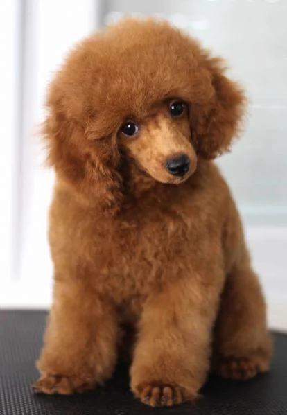 Barboncino Toy cuccioli in vendita | Foto 1