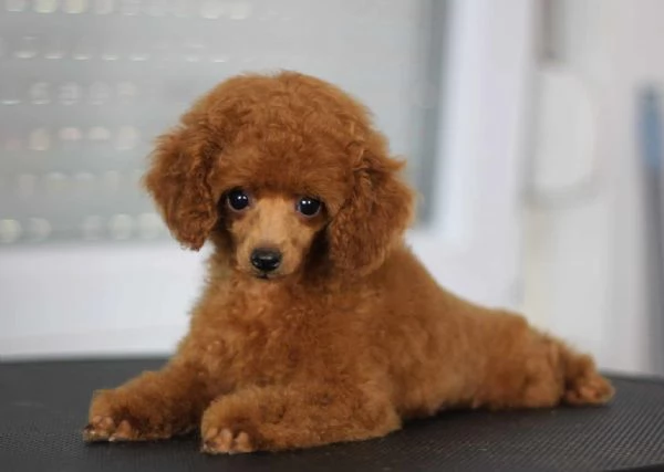 Barboncino Toy cuccioli in vendita