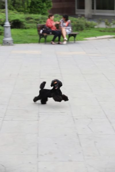 Barboncino Toy cucciolo femmina | Foto 5