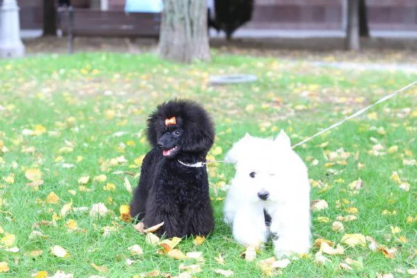 Barboncino Toy cucciolo femmina | Foto 4