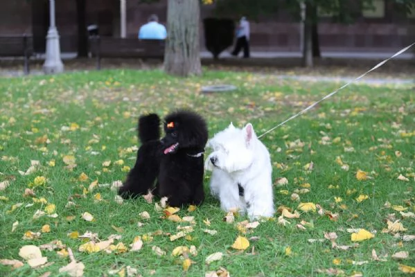 Barboncino Toy cucciolo femmina | Foto 3