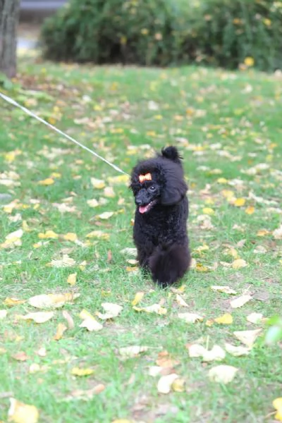 Barboncino Toy cucciolo femmina | Foto 1