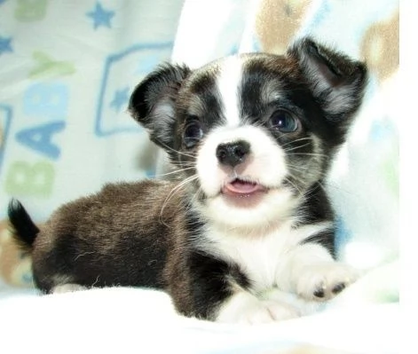 Simpatici mini cuccioli Chihuahua