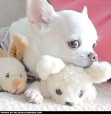 Cuccioli di razza Mini Chihuahua