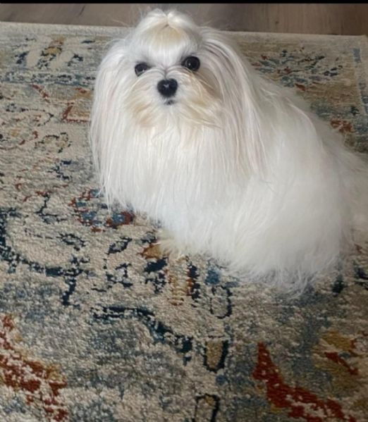 Maltese maschio accoppiamento  | Foto 3