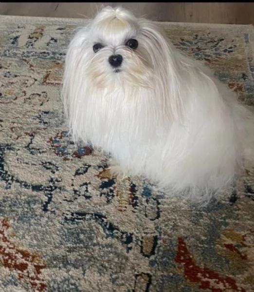 Maltese maschio accoppiamento  | Foto 1