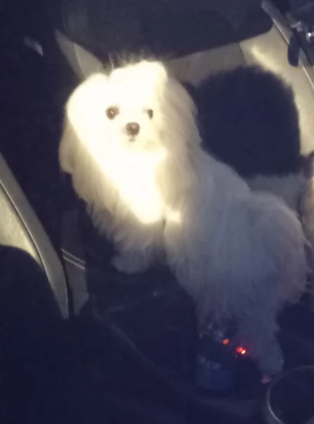 Maltese maschio accoppiamento  | Foto 0