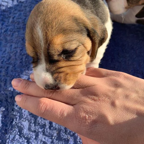 Dolci cuccioli di Beagle maschi e femmine!! | Foto 0