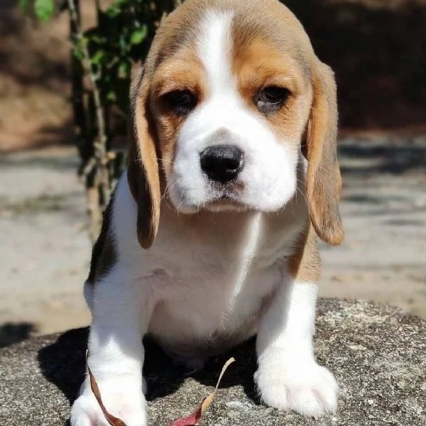 CUCCIOLI DI BEAGLE!! | Foto 0