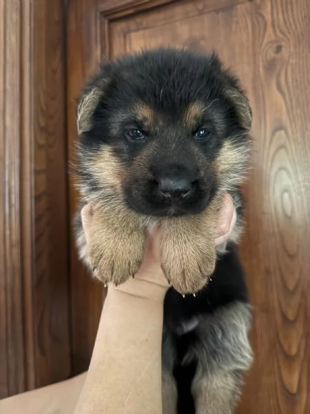 Cuccioli pastore tedesco pedigree enci 