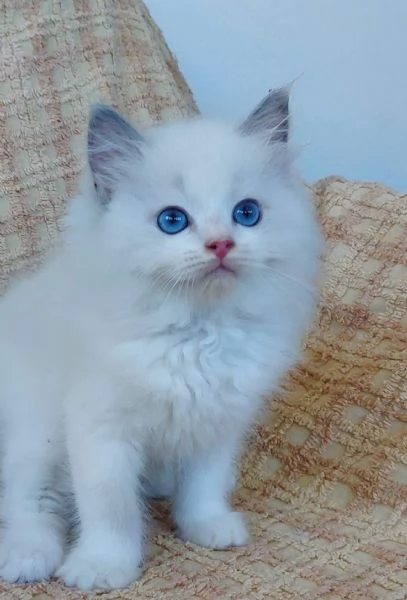 RAGDOLL blue bicolor con pedigree
