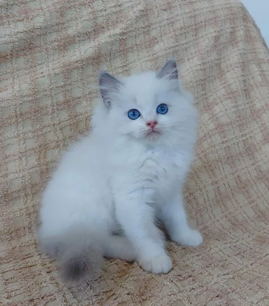 RAGDOLL blue bicolor con pedigree | Foto 0
