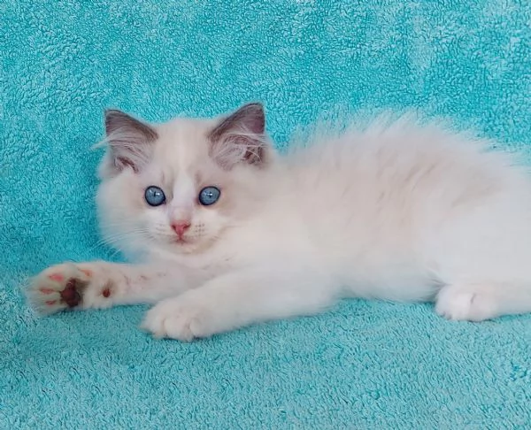Gattino razza RAGDOLL