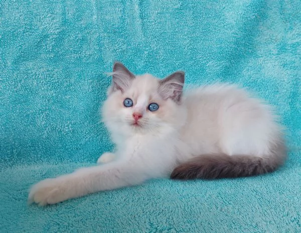 Gattino razza RAGDOLL | Foto 0