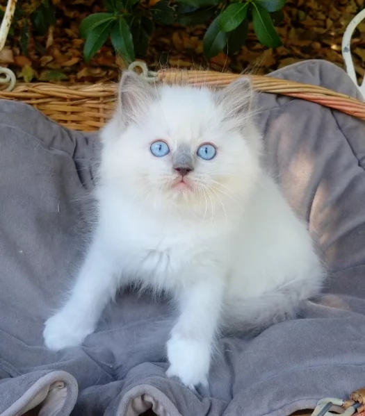 Gattini RAGDOLL con pedigree