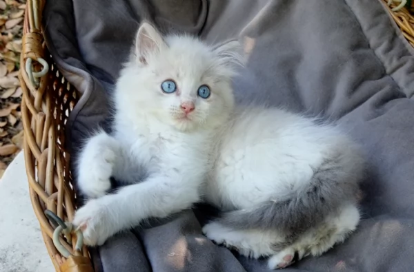 Gattini RAGDOLL con pedigree | Foto 1