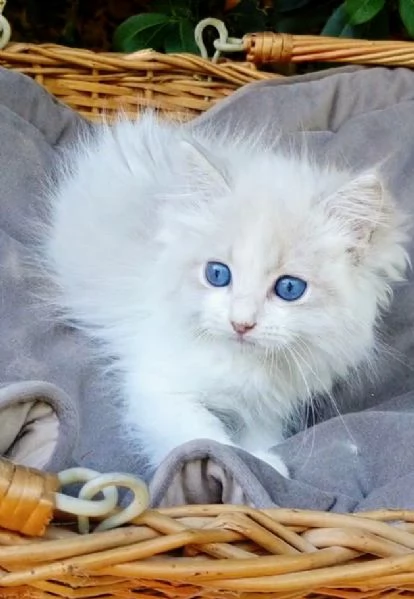 Gattini RAGDOLL con pedigree | Foto 0