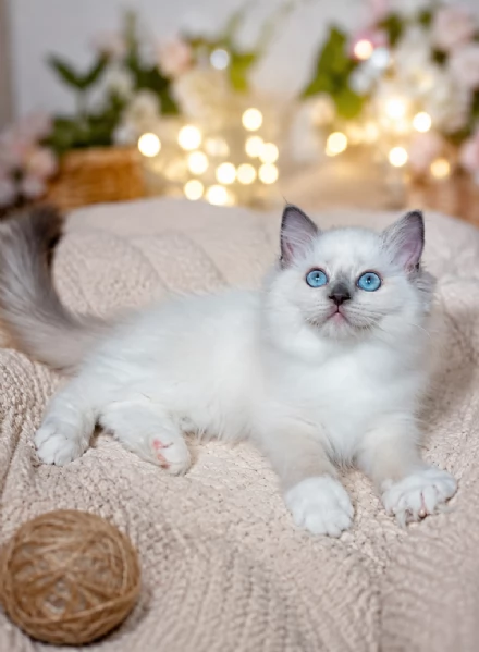 Cuccioli RAGDOLL con pedigree | Foto 1