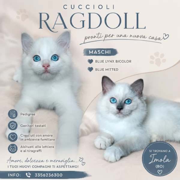 Cuccioli RAGDOLL con pedigree
