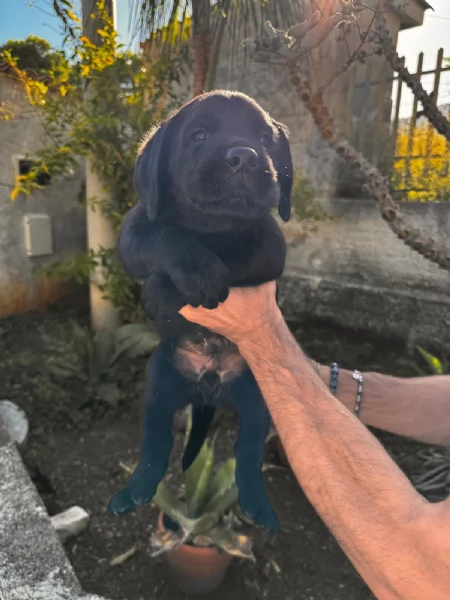 Labrador retriever con pedigree | Foto 2