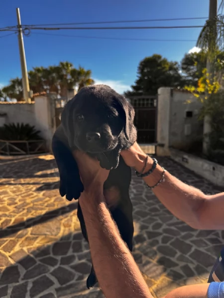 Labrador retriever con pedigree | Foto 1