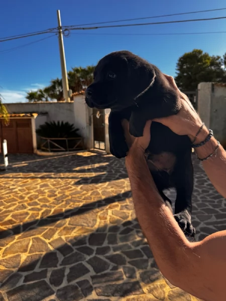 Labrador retriever con pedigree | Foto 0