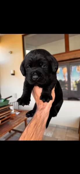 Labrador retriever con pedigree