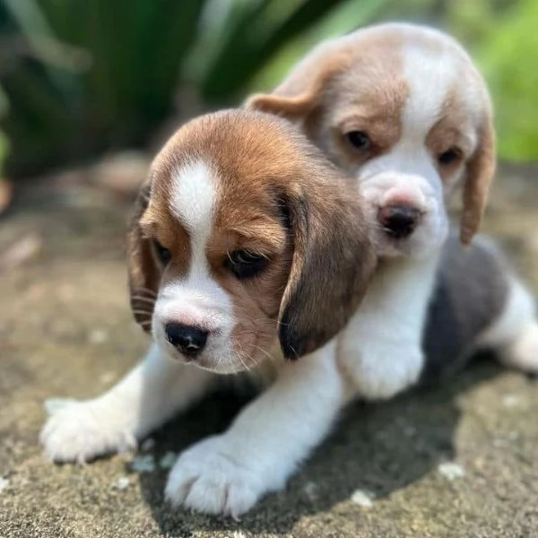 CUCCIOLI DI BEAGLE !!