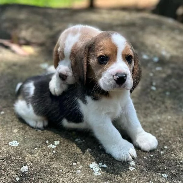CUCCIOLI DI BEAGLE !! | Foto 0
