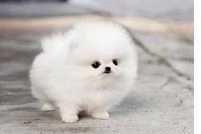 Disponibili splendidi cuccioli di pomerania