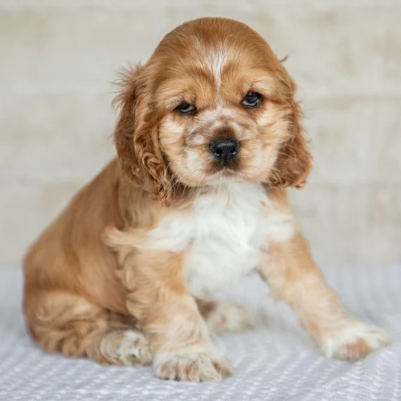 Regalo Bellissimi cuccioli allevati Shih-tzu, colore bianco e nero. Due e una feminuccia Maschietti.