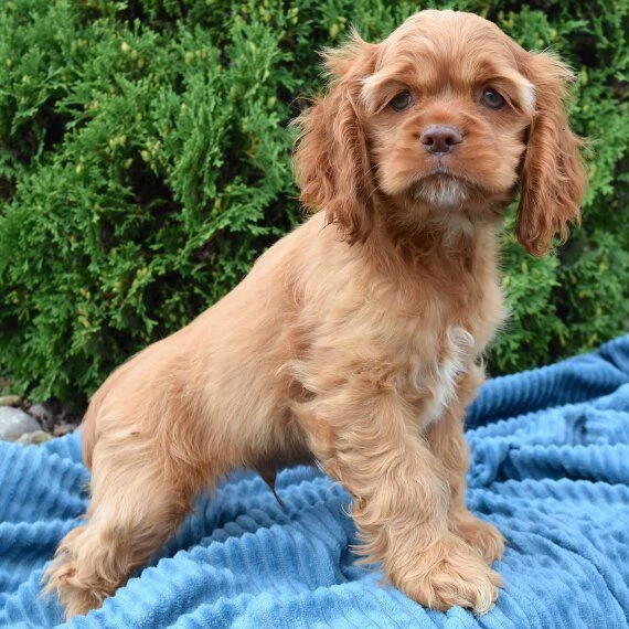 Regalo GOLDEN RETRIVER CUCCIOLI DISPONIBILE PER L'ADOZIONE Adorabili cuccioli di Golden Retriver fem
